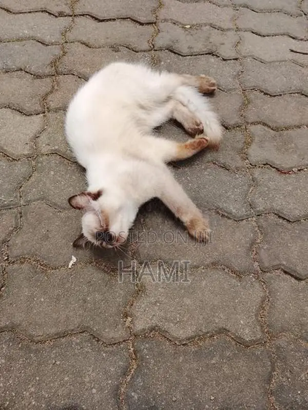 Himalayan Male Cat