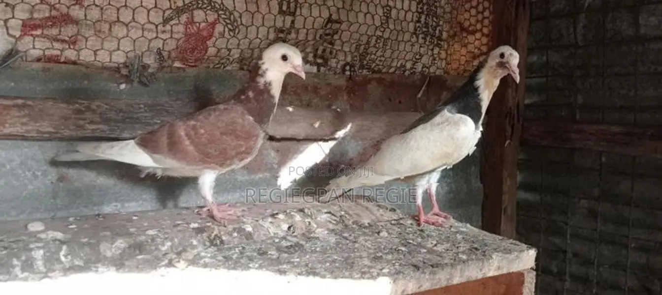 Pigeon