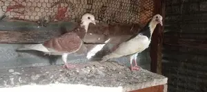 Pigeon
