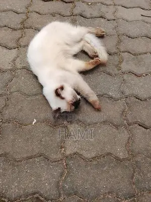 Himalayan Male Cat