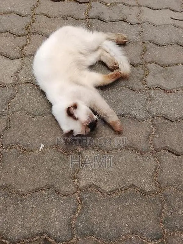 Himalayan Male Cat