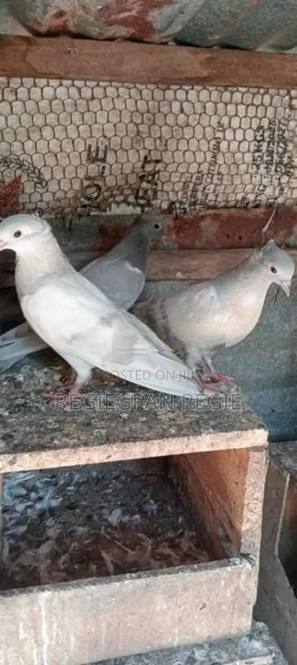 Pigeon