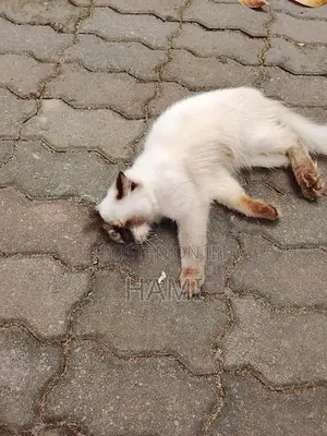 Himalayan Male Cat
