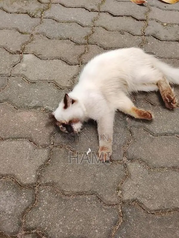 Himalayan Male Cat