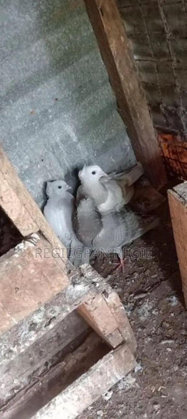 Pigeon