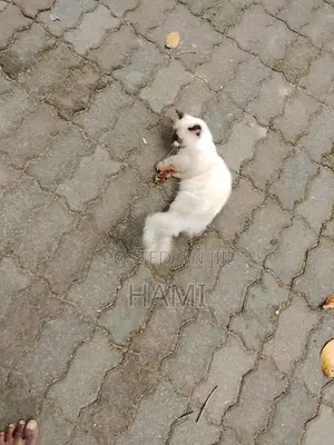 Himalayan Male Cat