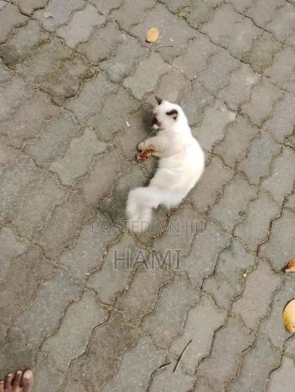 Himalayan Male Cat