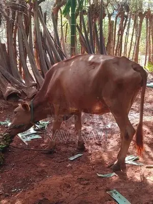 நாம்பன் மாடு