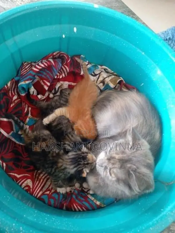 Mix persian cat- Homemade
