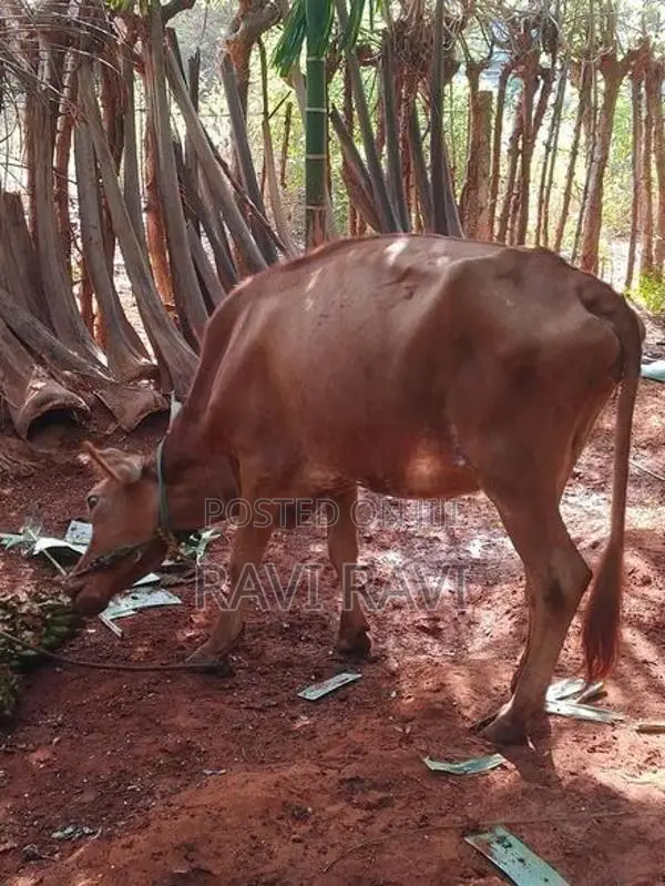 நாம்பன் மாடு