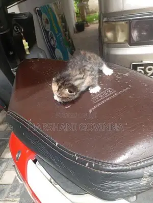 Mix persian cat- Homemade