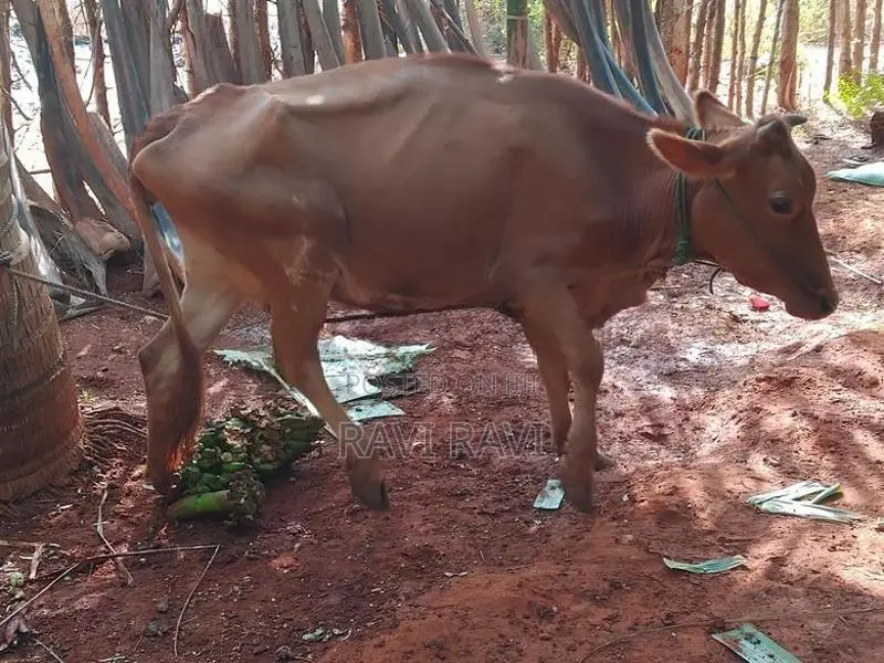 நாம்பன் மாடு