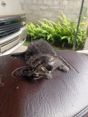 Mix persian cat- Homemade