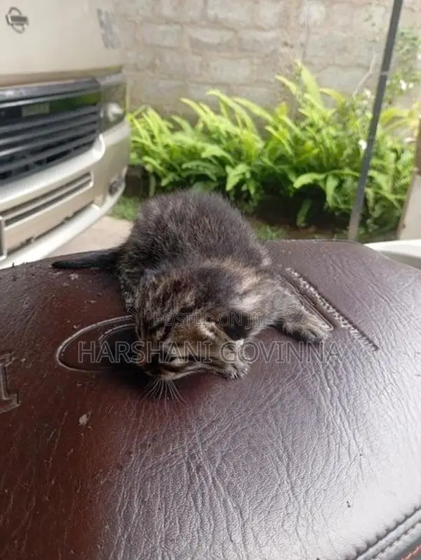 Mix persian cat- Homemade