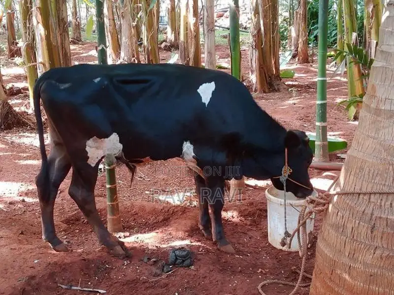 நாம்பன் மாடு
