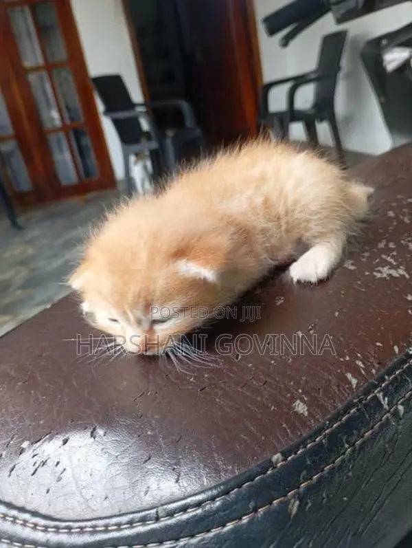 Mix persian cat- Homemade