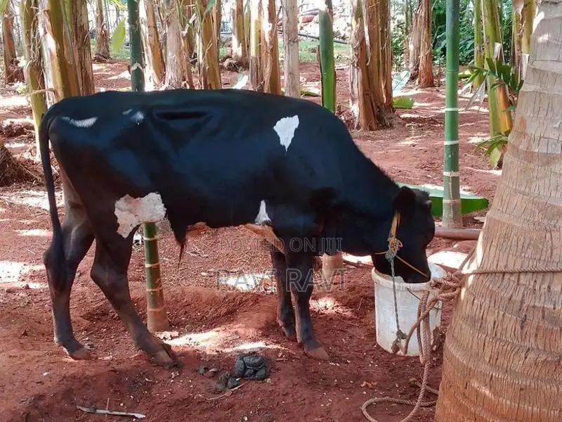 நாம்பன் மாடு