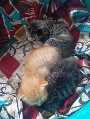 Mix persian cat- Homemade