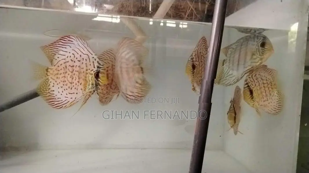 Discus Fish