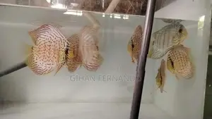 Discus Fish