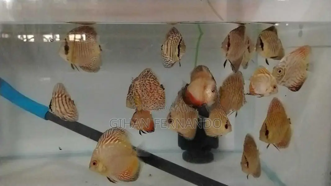 Discus Fish