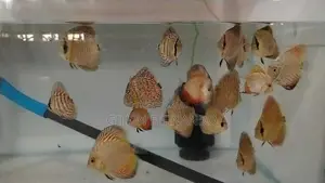 Discus Fish