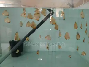 Discus Fish