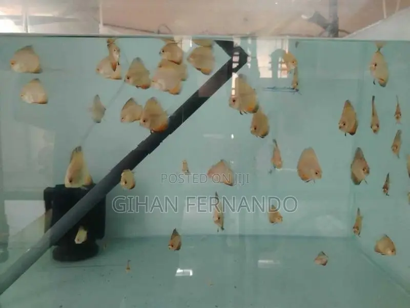Discus Fish