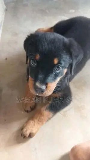 Rottweiler Puppy