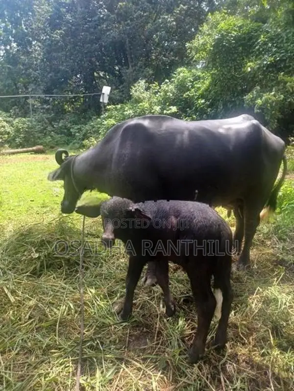 මී දෙනක් සහ පැටියා විකිනීමට