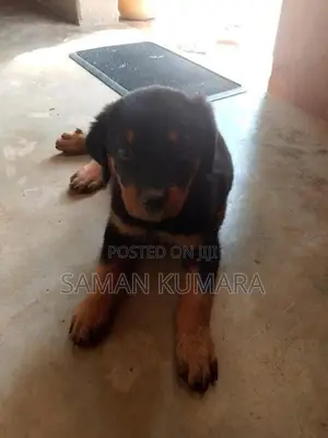 Rottweiler Puppy