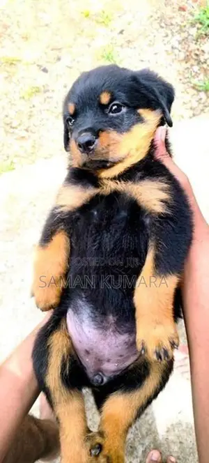 Rottweiler Puppy