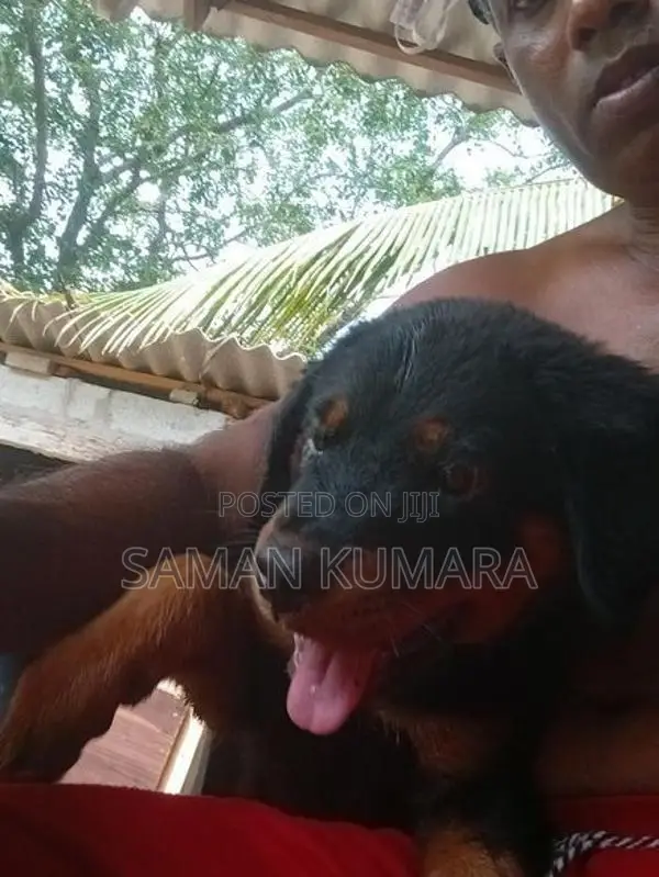 Rottweiler Puppy