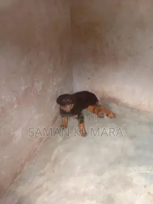 Rottweiler Puppy
