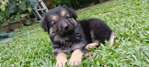 Lion Shepherd Long Coat Puppy