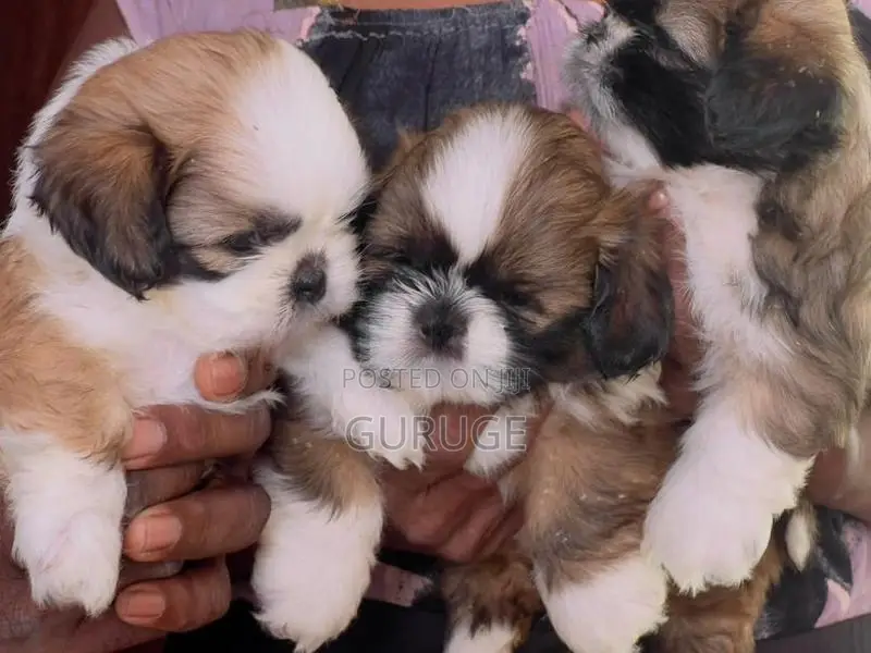 Shih Tzu Puppy