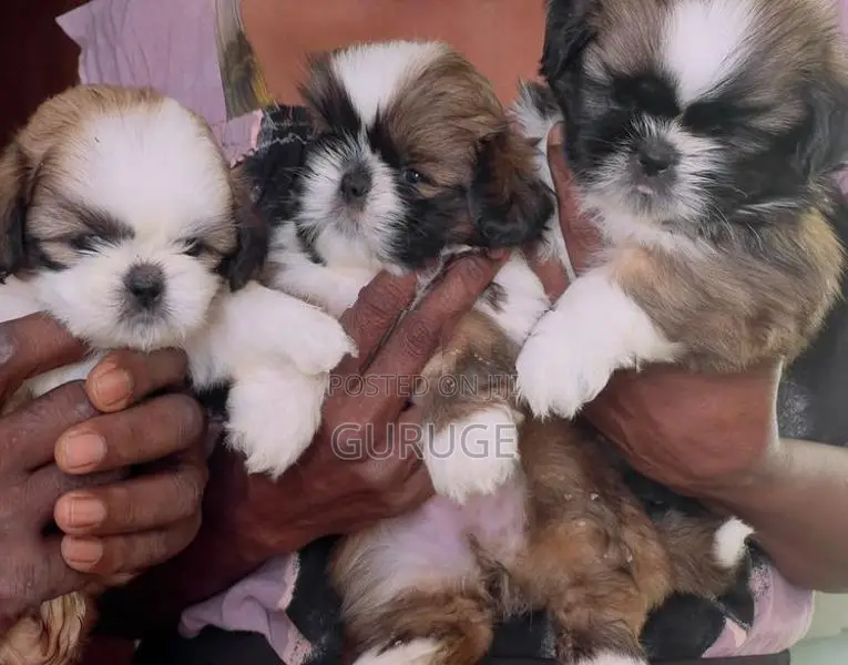 Shih Tzu Puppy