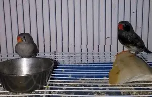 Finches Birds