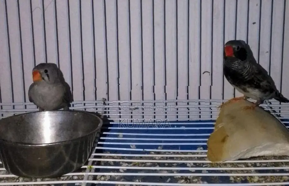 Finches Birds