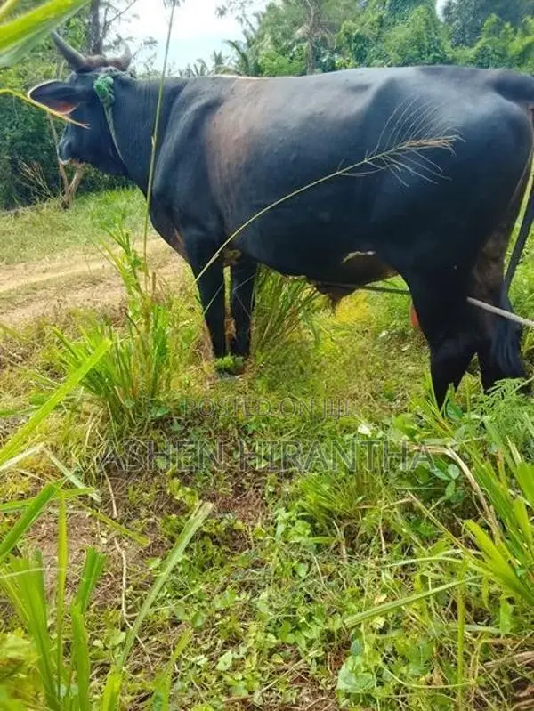 Male Cow