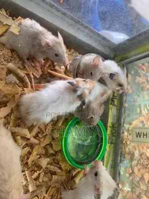 Hamsters