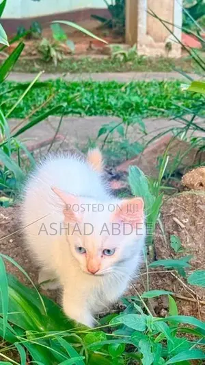Persian Kittens