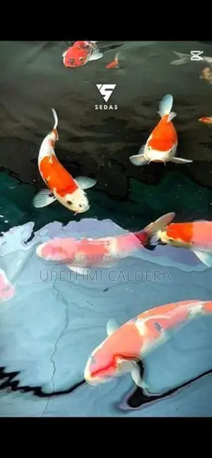Koi Fish