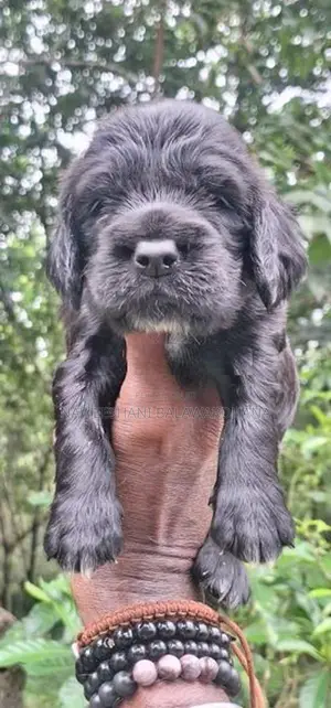Cocker Spaniel Puppies