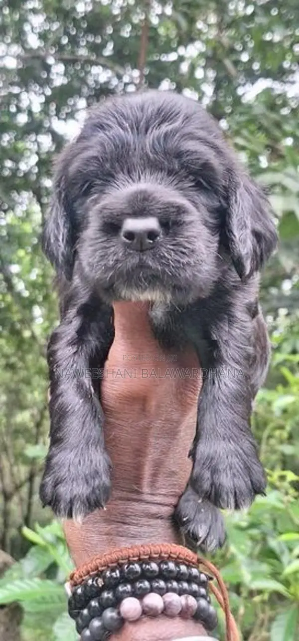 Cocker Spaniel Puppies
