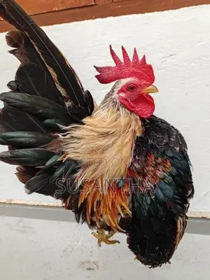 Bantam Breeding Pair