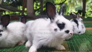 Englishpot bunnies