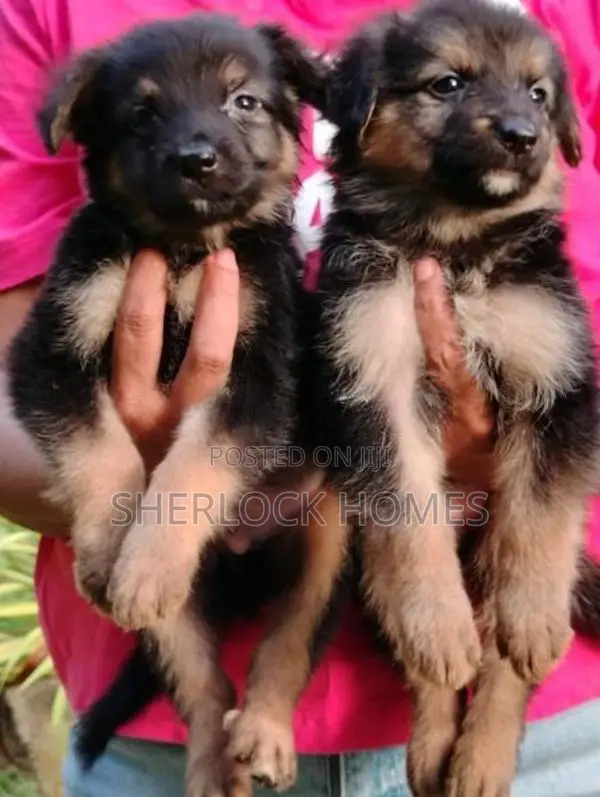 Lion Shepherd Puppies