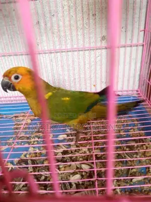 Sun Conure Bird