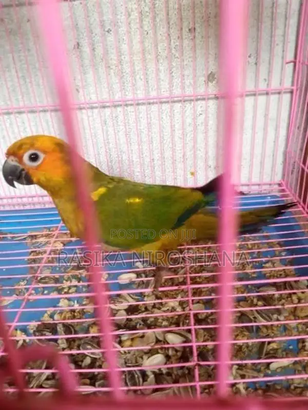 Sun Conure Bird